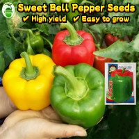 ราคา ผลผลิตสูง 300เมล็ด ซอง พริกหยวกหวาน พริก High Yield Sweet Bell Pepper Seeds Organic Vegetable Plant Seed Bonsai Seeds เมล็ดพันธุ์ พริกหวาน สีแดง เมล็ดพันธุ์ พริกหวาน เมล็ดพริกหวาน เมล็ดพริก เมล็ดพันธุ