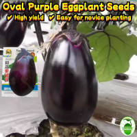 ราคา เมล็ดพันธุ์ 200เมล็ด ซอง มะเขือม่วงยักษ์ เมล็ดพันธุ์ High Yield Oval Purple Eggplant Seeds Giant Eggplant Seeds for Planting Vegetables Seeds Organic Vegetable Plants เมล็ดพันธุ์ผัก เมล็ดผัก เมล็ดพืช 