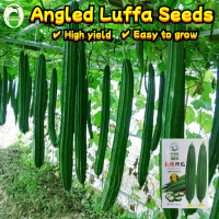 ราคา 10 Pcs pack Long Luffa Seeds for Planting Vegetable Plant Long Loofah Seeds Climbing Vegetables Seeds เมล็ดบวบเหลี่ยม ลูกผสม พันธุ์ขุนศึก มล็ดพันธุ์บวบเหลี่ยม วิกเกอร์เอ บวบเหลี่ยมลูกผสม วิกเกอร์เอ น้
