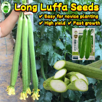 ราคา 40เมล็ด ซอง Long Luffa Seeds เมล็ดพันธุ์ บวบหอมยาว Long Loofah Sponge Gourd Patola Seeds for Planting Vegetable Plant Towel Gourd Seed Climbing Vegetables Seeds บวบหอม สายฟ้า น้ำเต้าเซียน เมล็ดน้ำเต้า