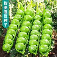 ราคา ปลูกง่าย โตไว 40เมล็ด ซอง เมล็ดพันธุ์ ถั่วหวาน Sweet Pea Seeds for Planting Vegetables Seeds for Gardening Climbing Vine Vegetable Plant เมล็ดถั่วลันเตาหวาน น้ำเต้าเซียน เมล็ดน้ำเต้าเซียนใหญ่ เมล็ดพัน