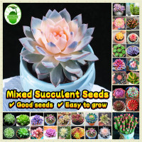 ราคา ผลผลิตสูง Mixed Succulent Seeds for Sale 100pcs pack เมล็ดพันธุ์ พืชอวบน้ำ Bonsai Flower Seeds Easy To Grow Rare Succulent Plant Seeds for Planting ไม้อวบน้ำ เมล็ดบอนสี ไม้ประดับ บอนสีหายากไทย บอนสีหา