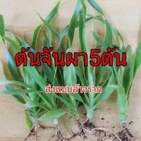 ราคา ต้นจันผา5ต้น จัดส่งแบบล้างรากจันผา Dracaena cochinchinensis (2408852480)