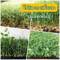 ราคา เมล็ดโต้วเหมี่ยวงอก หรือถั่วลันเตา อัตราการงอก 90 เมล็ดพันธุ์ โต้วเหมี่ยว ต้นอ่อนถั่วลันเตา พันธุ์นิวซีแลนด์ (22655423189)