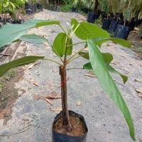 ราคา ต้นละไม เสียบยอด สูง50 70เซนฯ ผลคล้ายมะไฟ ผลดกรสหวาน (2674958250)