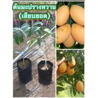 ราคา ต้นมะปรางหวานพันธุ์ทองใหญ่ ผลใหญ่ รสชาติหวาน หอม ไม่เปรี้ยว ต้นแข็ง (16583604796)