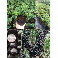 ราคา องุ่นบราซิล รับประทานดิบหรือเอาไว้ทำแยม ต้านโรคมะเร็ง (12987344640)