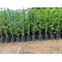 ราคา ต้นโมก โมกพวง ดอกหอม สูง 80 90 เซน 1กล่อง บรรจุ ได้ 2 ต้น เท่านั้น เพื่อป้องกันต้นไม้เสียหาย (21537127908)