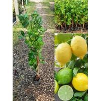ราคา ต้นเลมอน กิ่งตอน หรือมะนาวเลม่อน สูง 40 70 ซม (9957058546)