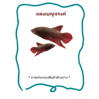 ราคา ปลากัดป่าเบญจรงค์แดง เพศเมีย พร้อมรัด รับประกัน (23870522707)