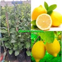 ราคา ต้นมะนาวเลมอนพันธุ์ยูเรก้า กลิ่นหอม ผลสีเหลือง ปรุงแต่งอาหาร สูง 70 90ซ ม แบบตอนกิ่ง (24622342461)
