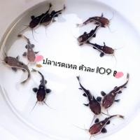 ราคา อาหารปลา ปลาดุกเรดเทล ไซร้ขุน 2 3 นิ้ว จำนวน 1 ชิ้น (24425668084)