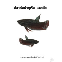 ราคา ปลากัดป่าภูเรือ เพศเมีย ขนาดพร้อมรัด ไข่แน่น รับประกัน (23847452531)