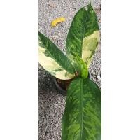 ราคา เศรษฐีวิลสันด่างราคาถูก 109 ไม้อาจเปลี่ยนตามอายุและสภาพอากาศขอชมในแชทก่อนสั่งนะคะ (22472632807)