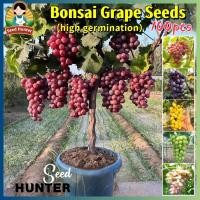 ราคา เมล็ดพันธุ์ องุ่น เมล็ดองุ่นปลูก 100เมล็ด แพ็ค Grape Seeds for planting เมล็ดพันธุ์ต้นองุ่น ของแท้ 100 ปลูกง่าย อัตรางอกสูง Grape Tree Plant Fruit Seeds ต้นองุ่น พันธุ์ ต้นไม้แคระ เมล็ดผลไม้ พันธุ์ไม้