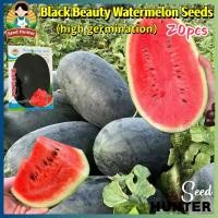 ราคา เมล็ดพันธุ์ แตงโมดำ แตงโมยักษ์ Giant Black Beauty Watermelon Seed Fruit Seeds for Planting 20 เมล็ด แพ็ค ของแท้100 ปลูกง่าย อัตรางอกสูง แตงโมเมญ่า เมล็ดแตงโม ผลไม้อินทรีย์ เมล็ดพันธุ์ผลไม้ ต้นไม้ผลกิน