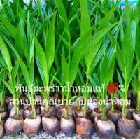 ราคา พันธุ์มะพร้าวน้ำหอมบ้านแพ้วต้นเตี้ยแท้ จัดส่งขั้นต่ำ 4 ต้น สูง 30 60 cm ก้นจีบลูกดก สวนเพาะเองขายเอง รับประกันสายพันธุ์ สั่งเกิน 20 ต้นกดสั่งซื้อแยกออเดอร์ค่ะ นน จะไม่เกินขนส่งรองรับ ย้ายร้านมาจากชอปป