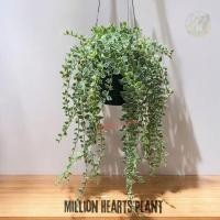 ราคา เดฟหัวใจล้านดวงด่างขาว Million Hearts Plant กระถาง 4 นิ้ว พร้อมตะขอแขวน (22918176062)