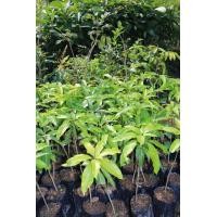 ราคา 1ต้น ต้นพันธุ์มะม่วง แดงจักรพรรดิ ให้ผลดกใหญ่ โตวัย สินค้ามีพร้อมจัดส่ง (12485826252)