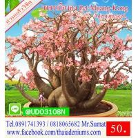 ราคา ขายเมล็ดชวนชม เมล็ดสำหรับการเพาะพันธุ์ ได้แก่เม็ดชวนชมอาราบิคั่ม เมล็ดชวนชมไทยโซโค เมล็ดชวนชมยักษ์ญี่ปุ่น เมล็ดชวนชมฮอลแลนด์ เมล็ดชวนชมยักษ์ซาอุ (2756312911)