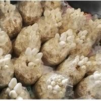 ราคา เห็ดโคนน้อย ชุด 10 ก้อน (3571502089)