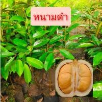 ราคา ต้นทุเรียนพันธุ์หนามดำ (12644283942)