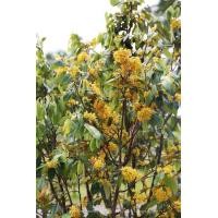 ราคา ต้นรวงผึ้ง ขนาด 40 60ซม (21086335040)