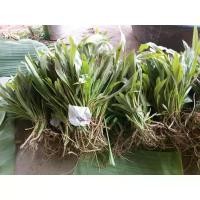 ราคา ต้นพันธุ์สร้อยทอง 50ต้น (19418701178)