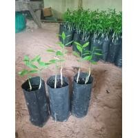 ราคา ผักหวานป่าสีทอง จัดชุด 3 ถุง แบบเพาะเมล็ด ต้นแข็งแรง อายุต้นกล้า 5 6 เดือน (22243994952)