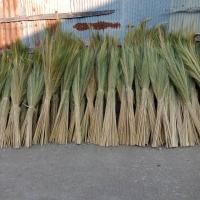 ราคา ดอกหญ้าทำไม้กวาด ดอกแขม (17989833295)