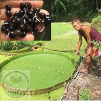 ราคา เมล็ดบัวกระด้งรากงอกแล้วยาว 1 3 ซม จำนวน10เมล็ด แถมเมล็ดบัวกระด้ง10เมล็ด บัว บัวกระด้ง บัววิคตอเรีย บัวใหญ่ (17227060467)