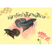 ราคา ปลากัดป่า อีสานสีนาค (24460235261)