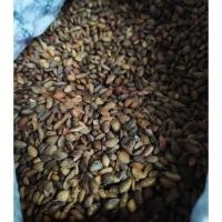 ราคา ล็อต11 03 68 เมล็ดสนดำญี่ปุ่น เมล็ดใหม่ Blackpine ต้นสนดำ เมล็ดสนดำ สนดำญี่ปุ่น เมเปิ้ล บอนไซ เมล็ดเมเปิ้ล (20854302538)