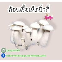 ราคา ก้อนเชื้อเห็ดมิลค์กี้ 3 ก้อน 100 บาท เชื้อเดิน20 แล้วค่ะ (9805871043)