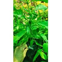 ราคา ต้นอังกาบหนู สมุนไพรพื้นบ้าน ขาย2ถุง100บาท ขนาดถุง4 นิ้วรากเดินพร้อมปลูก (12093502654)