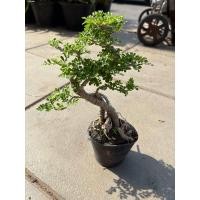 ราคา มะสังดัด บอนไซ กระถาง 3 นิ้ว ไม้มงคลเสริมโชคลาภ (24271187816)