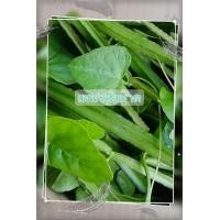ราคา เพชรสังฆาต40 50ท่อน ต้นเพชรสังฆาต กิ่งสดเพชรสังฆาต เพชรสังฆาต ริดสีดวง ท้องผูก ขับลม บำรุงกระดูก (20544405205)
