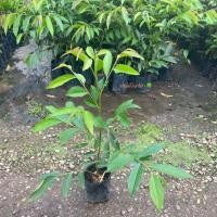 ราคา ต้นมันปู มันปู กิ่งชำ ผักกินใบ ยอดผักรสดี สร้างรายได้ รับประกัน ส่งใหม่ฟรี หากสินค้าเเสียหาย (21445179100)