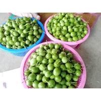 ราคา ผักอีนูนผักสาบ 7ขีด 100 บาท (23727085776)