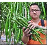 ราคา เมล็ดพันธุ์พริกยาวโจลอง 1 ฟรี 1 (19263390736)