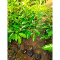 ราคา ต้นทุเรียนพันธุ์หนามดำ โอฉี่ (13100810708)