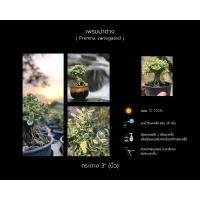 ราคา เพรมน่าด่าง บอนไซ Premna variegated บอนไซจิ๋ว กระถาง 3 นิ้ว ทรงซูโม่ เพรมน่าไต้หวันใบด่าง เพรมน่าเกาะหิน (19784995842)