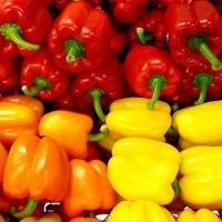 ราคา เมล็ดพันธุ์ พริกหวาน พริกหยวกหวาน พริก Sweet Pepper Seed สีแดง สีเขียว สีส้ม สีเหลือง สีขาว50เมล็ด (22545540964)