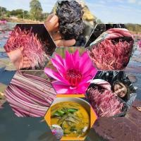 ราคา หัวบัวแดง 1 กิโลกรัม บัวกินสาย บัวแดง พันธุ์บัวแดง (8088935492)