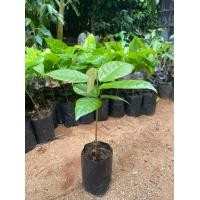 ราคา ต้นโกโก้ พันธุ์ชุมพร 1 1ชุด 5 ต้น (22615877389)