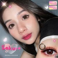 ราคา คอนแทคเลนส์นำเข้าเกาหลี ขนาดตาโต Sakura Gray Brown Black Winkwow (24050365550)