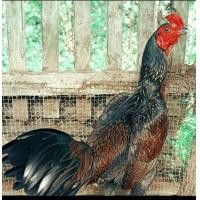 ราคา ไข่เชื้อไก่ชนเยียร์มาตีเชิงม้าล่อ (19693552301)