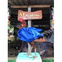 ราคา ถุงคุมปีกไก่ชน นวมไก่ชน ไก่ชน ปีกไก่ สำคัญแค่ไหน คนรักไก่รู้ดีค่ะ คลุมปีกไก่ กันน้ำ ป้องกันเวลาเช็ดน้ำไก่ ไม่ให้ปีกเสียหาย (14562568553)