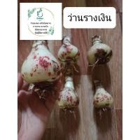 ราคา 1 หัวว่านรางเงินหรือว่านรางทอง ว่านเสริมการเงิน เสริมเรื่องการค้าขายดี ว่านมงคลโบราณดอกสีชมพู (15907171465)