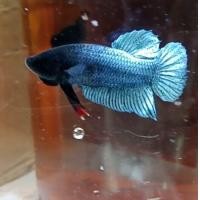 ราคา ปลากัดหม้อแปดริ้วมาเลP08 รอย0 6 1 0หมักแล้ว อายุ5เดือนครึ่ง (24632529020)